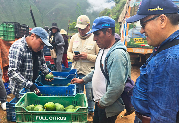 Poderosa y agroexportadora impulsan juntos la primera cosecha de 40 toneladas de palta Hass de exportación en Chuquitambo