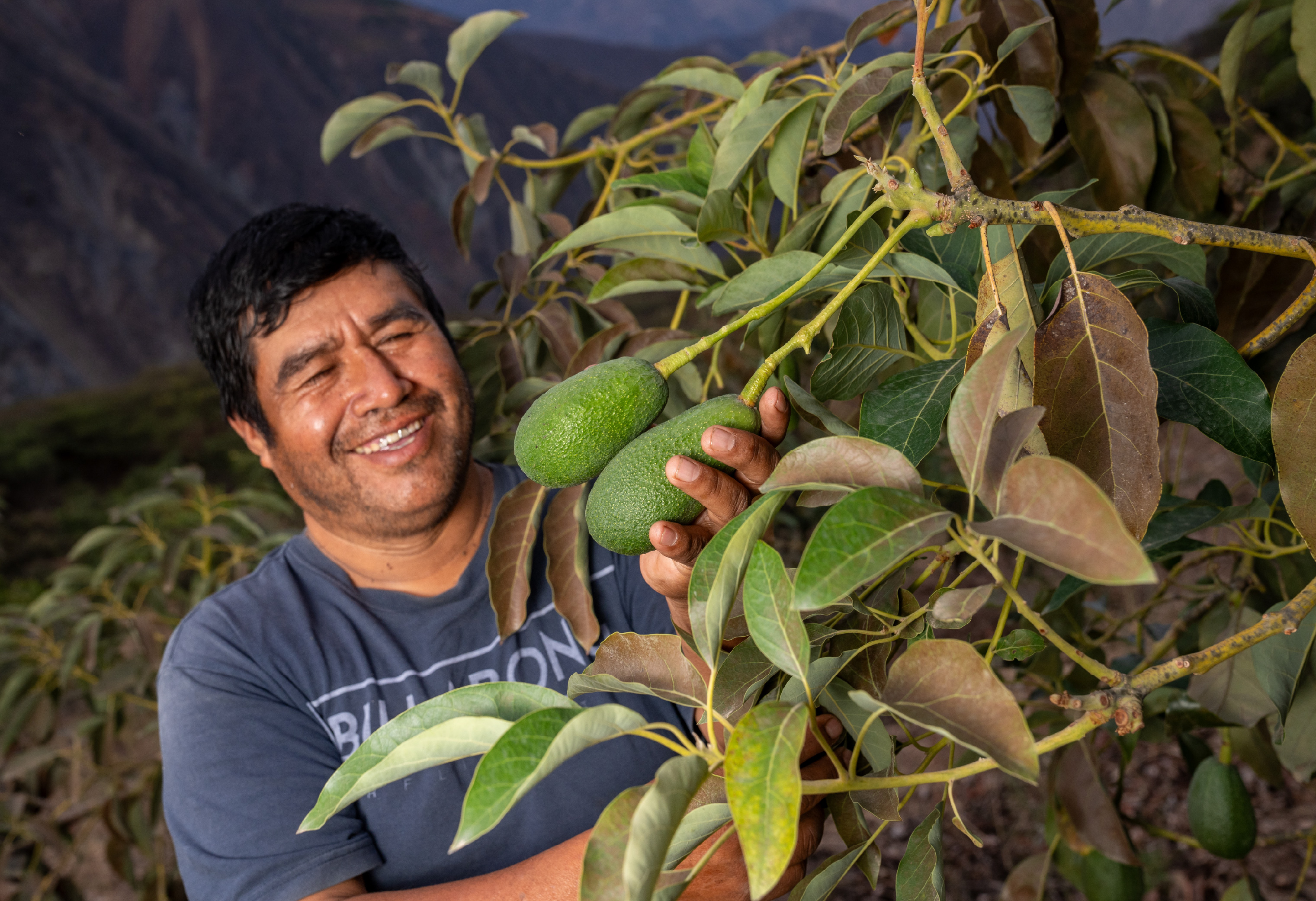 Palta de Chuquitambo: el fruto andino que abre camino hacia nuevos mercados y transforma vidas